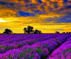 Мерките от СВОМР